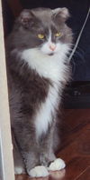 Sylvester
