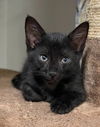 Cole the Snuggly Black Tabby