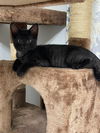 Cole the Snuggly Black Tabby