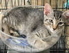 Chase the Playful Cuddler