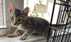 Chase the Playful Cuddler