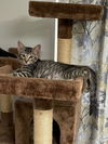 Chase the Playful Cuddler