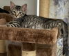 Chase the Playful Cuddler