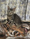 Clover the Affectionate Cuddler