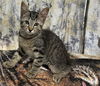 Clover the Affectionate Cuddler