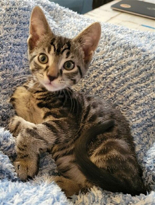 Dewey