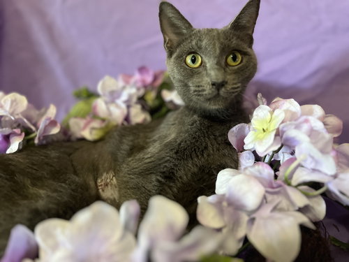 Stormy: The One-Cat Talk Show You'll Never Want to