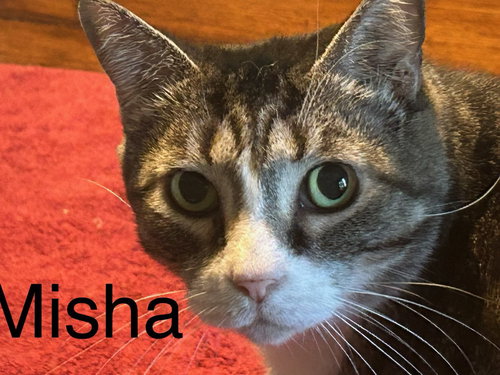 Misha