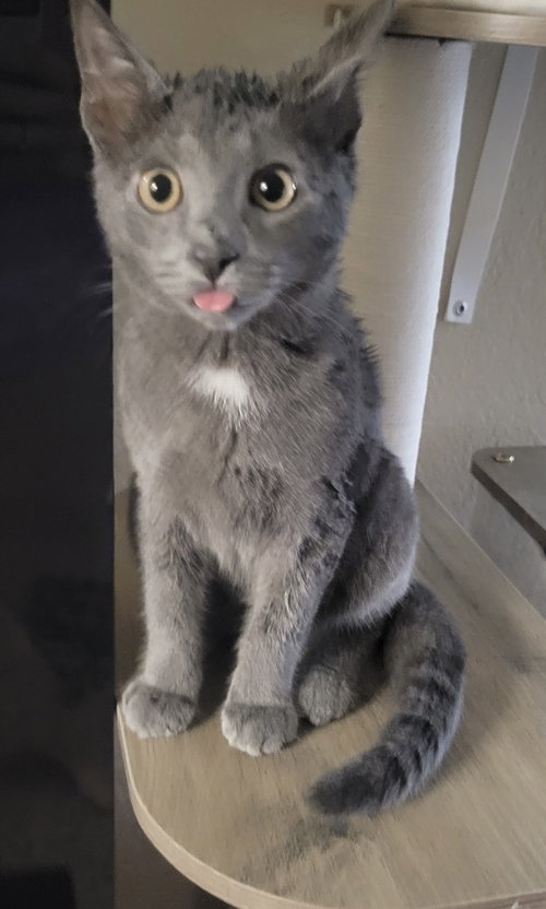 Miso