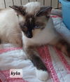 Kyla