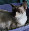 Kyla the Beautiful Chocolate Point Calico Siamese