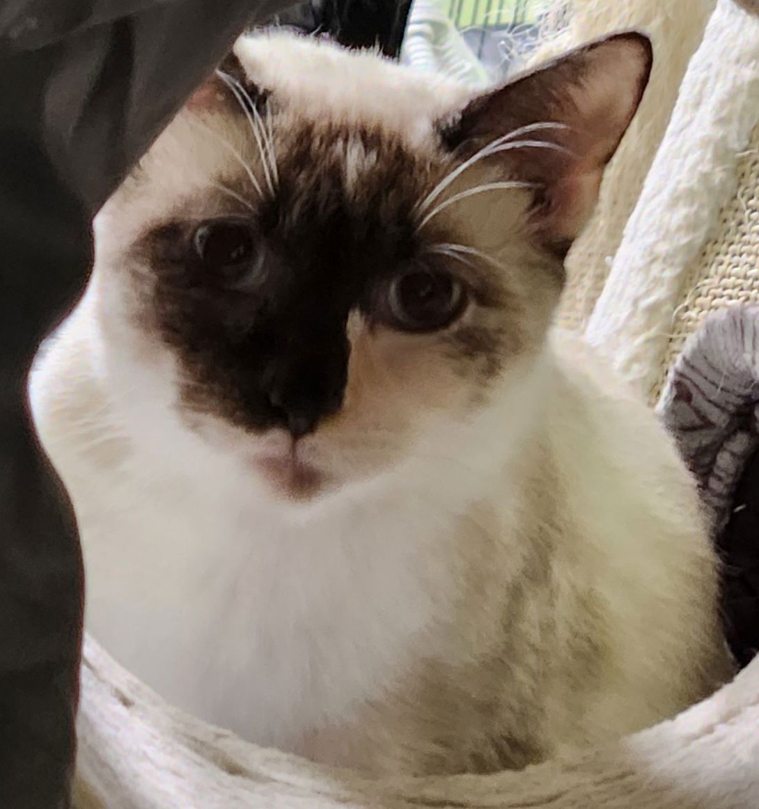 Adopt Kyla the Beautiful Chocolate Point Calico Siamese from cats-can ...