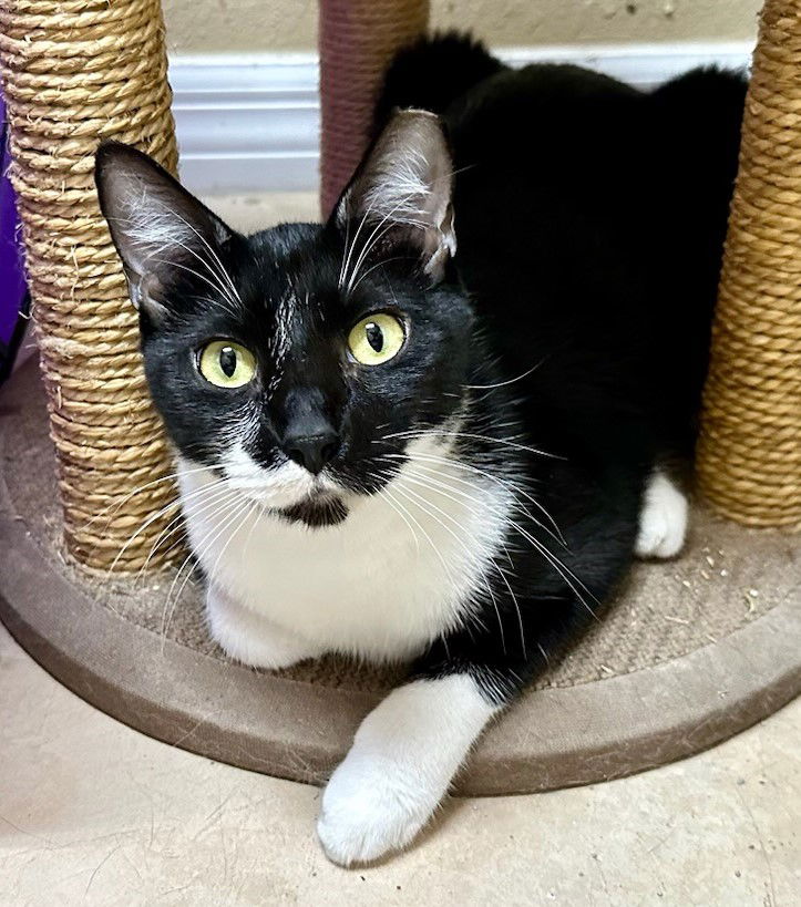 adoptable Cat in Orlando, FL named Pudding