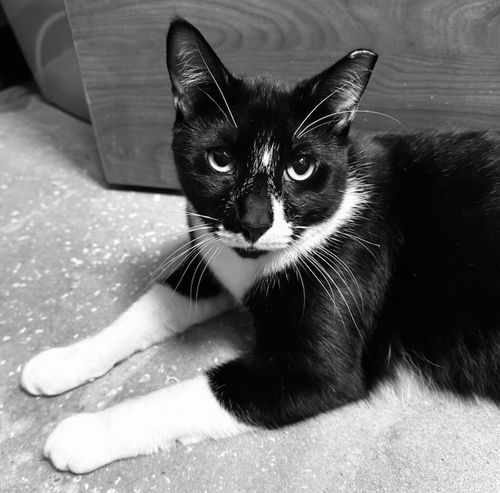 Oreo the Sweet Boy