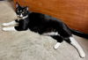 Oreo the Sweet Boy