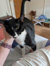 Oreo the Sweet Boy