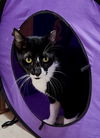 adoptable Cat in Orlando, FL named Oreo the Sweet