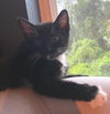 Mittens