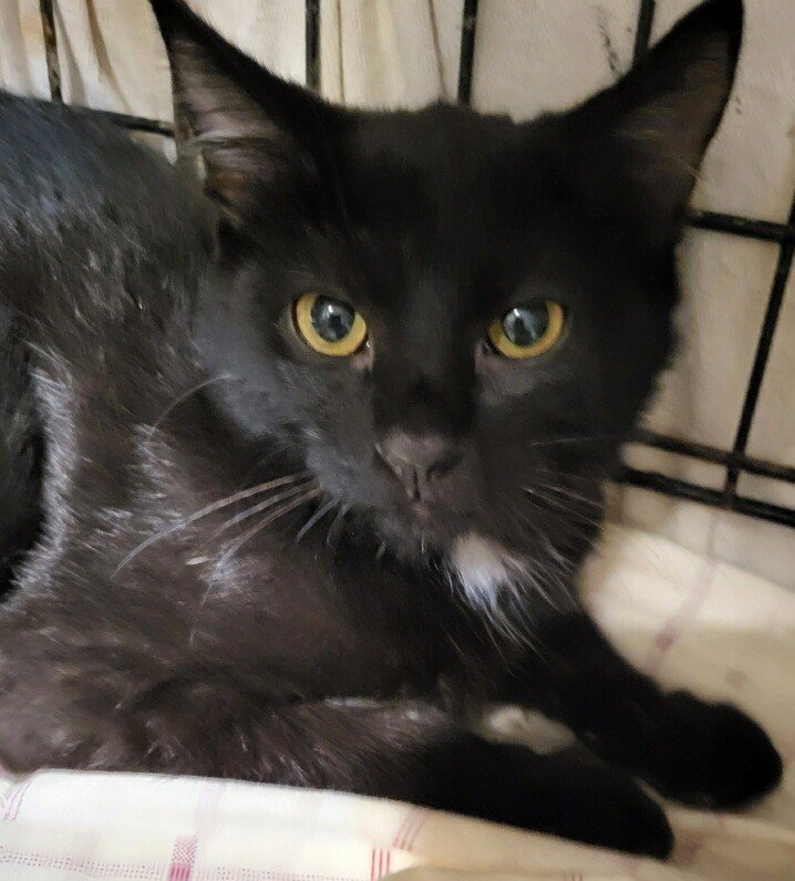 adoptable Cat in Oviedo, FL named Barry