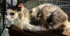 Sweet Pea the Long-Haired Calico