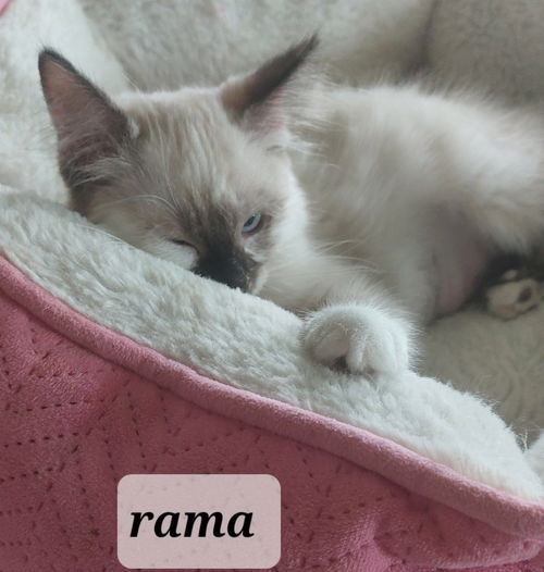 Rama