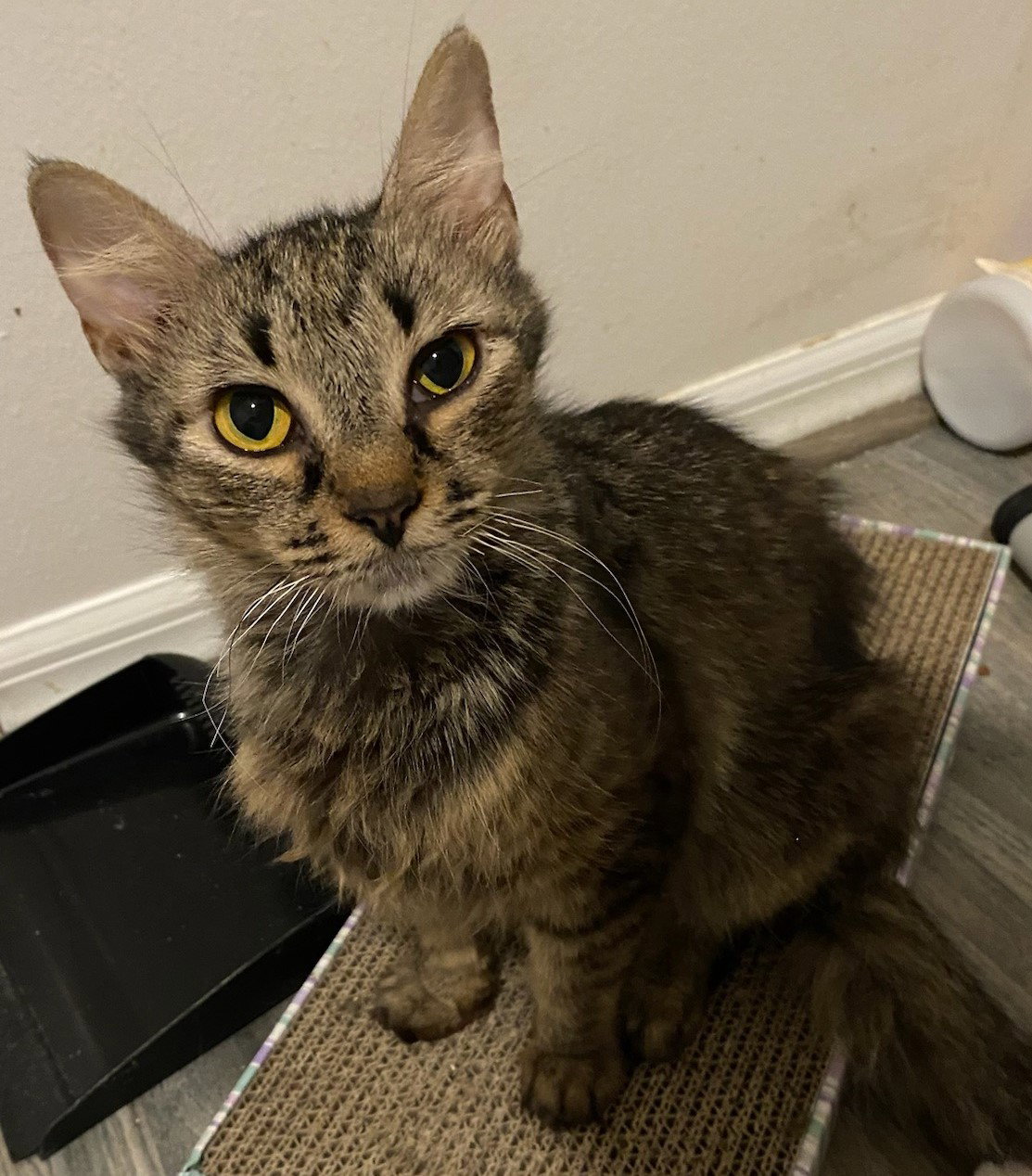 Adopt Sunflower Seed from catscan inc in Oviedo Fl!