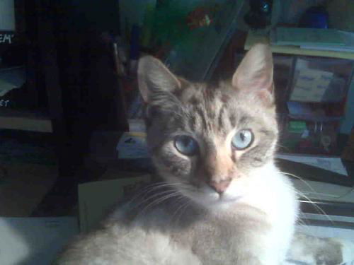 Asia the Lap Cat!