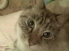 Asia the Lap Cat!