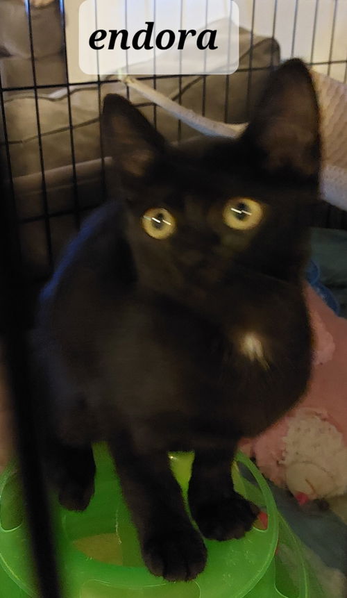 Endora