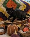 Binx