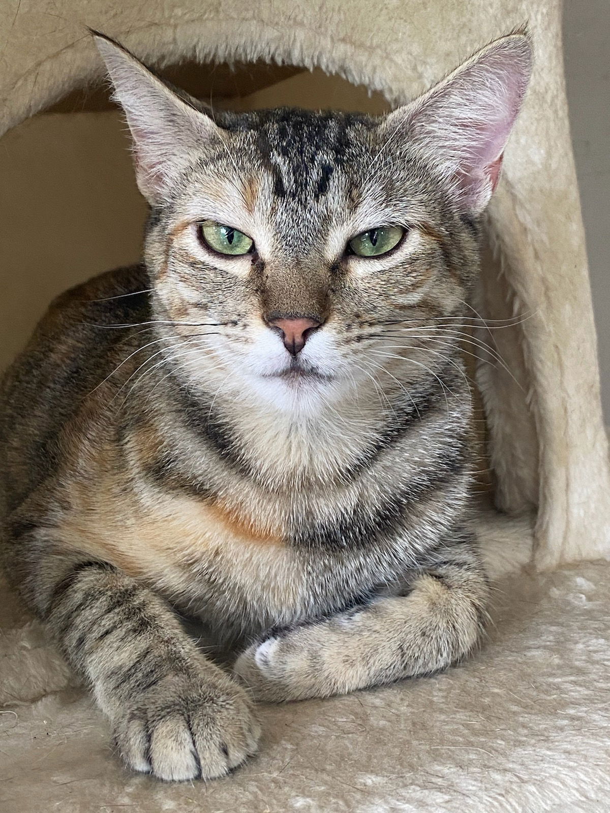 adoptable Cat in Oviedo, FL named Birdie the Sweet Talker