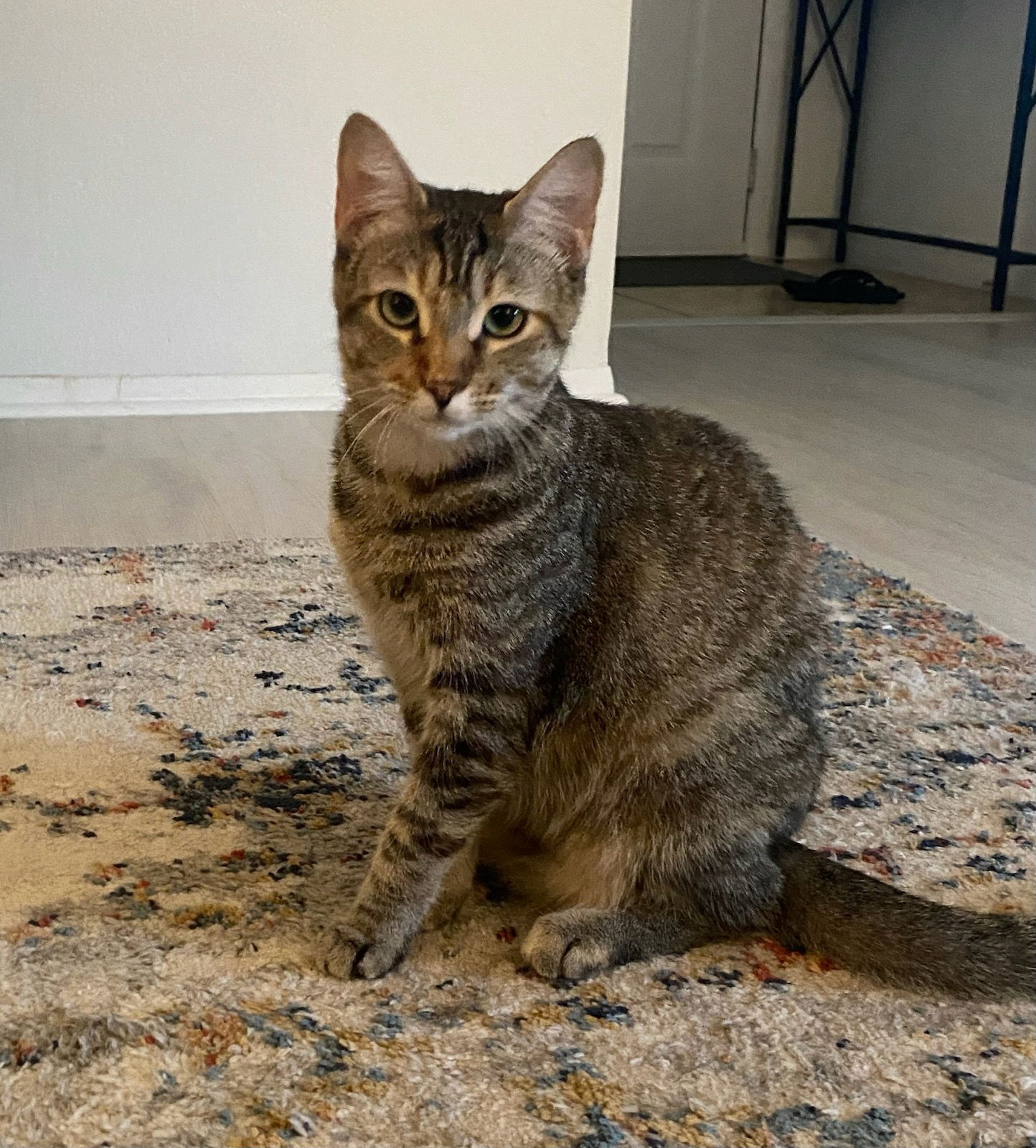 adoptable Cat in Oviedo, FL named Bunny