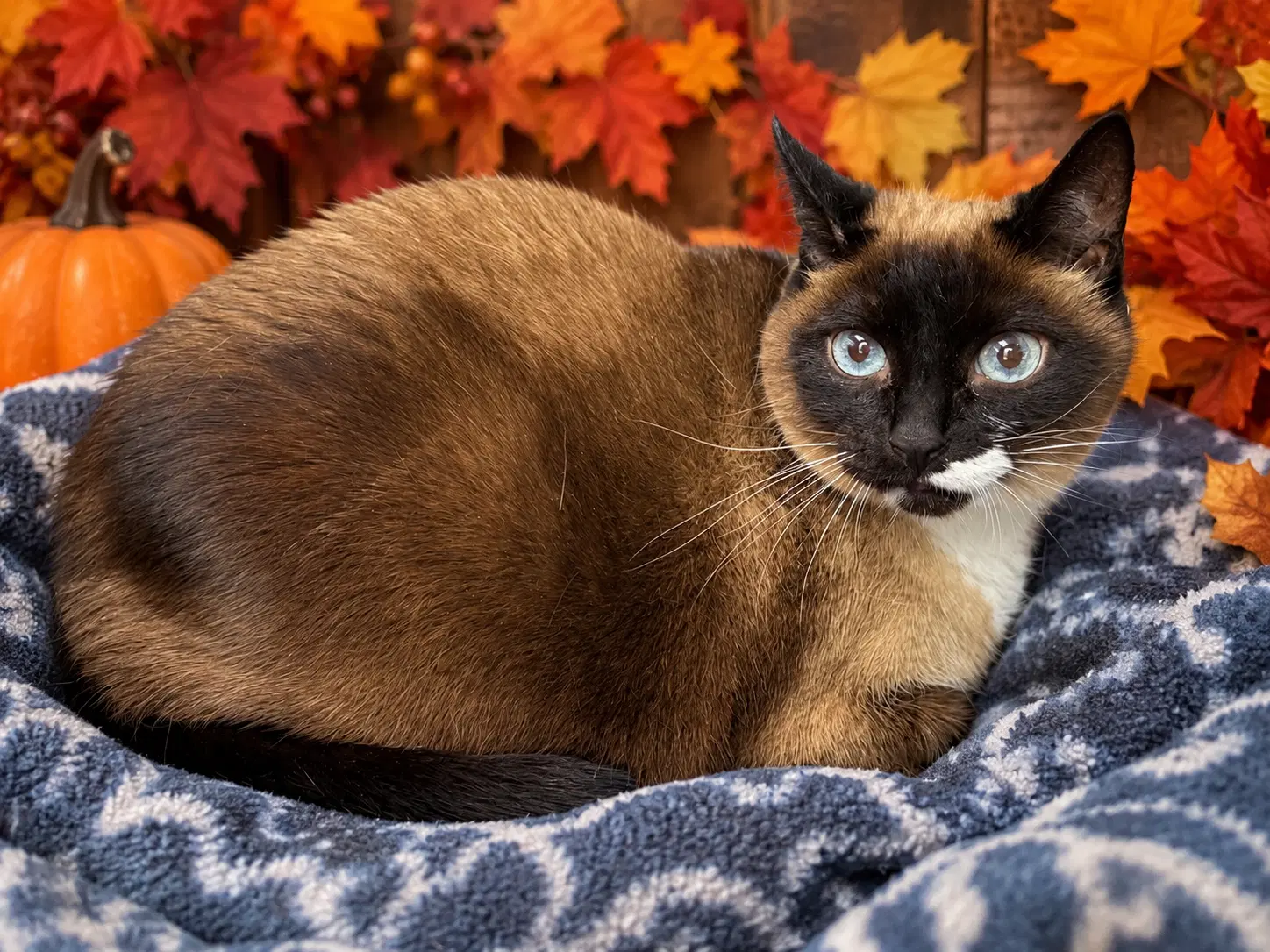 Athena - Siamese