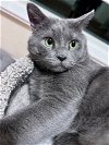 adoptable Cat in orlando, FL named Oscar