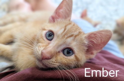 Ember