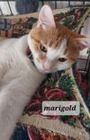 Marigold