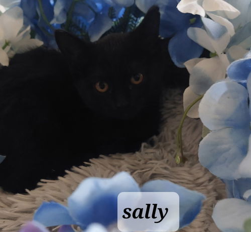Sally