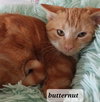 Butternut