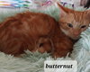 Butternut