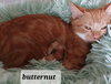 Butternut