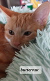 Butternut