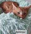 Butternut