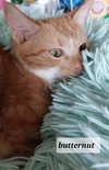 Butternut