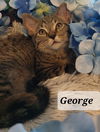 George