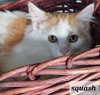 Squash