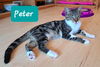 Peter