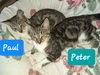Peter