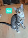 Pim