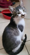 Mercury