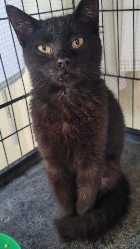 adoptable Cat in Oviedo, FL named Corey